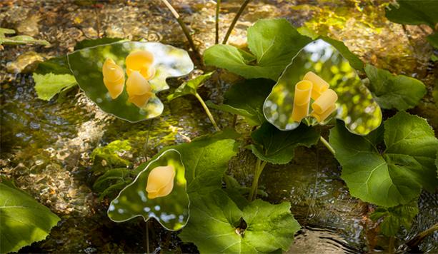 Immagine pasta Delverde Fotografia Natura Land Art Sorgente Acque Vive Abruzzo